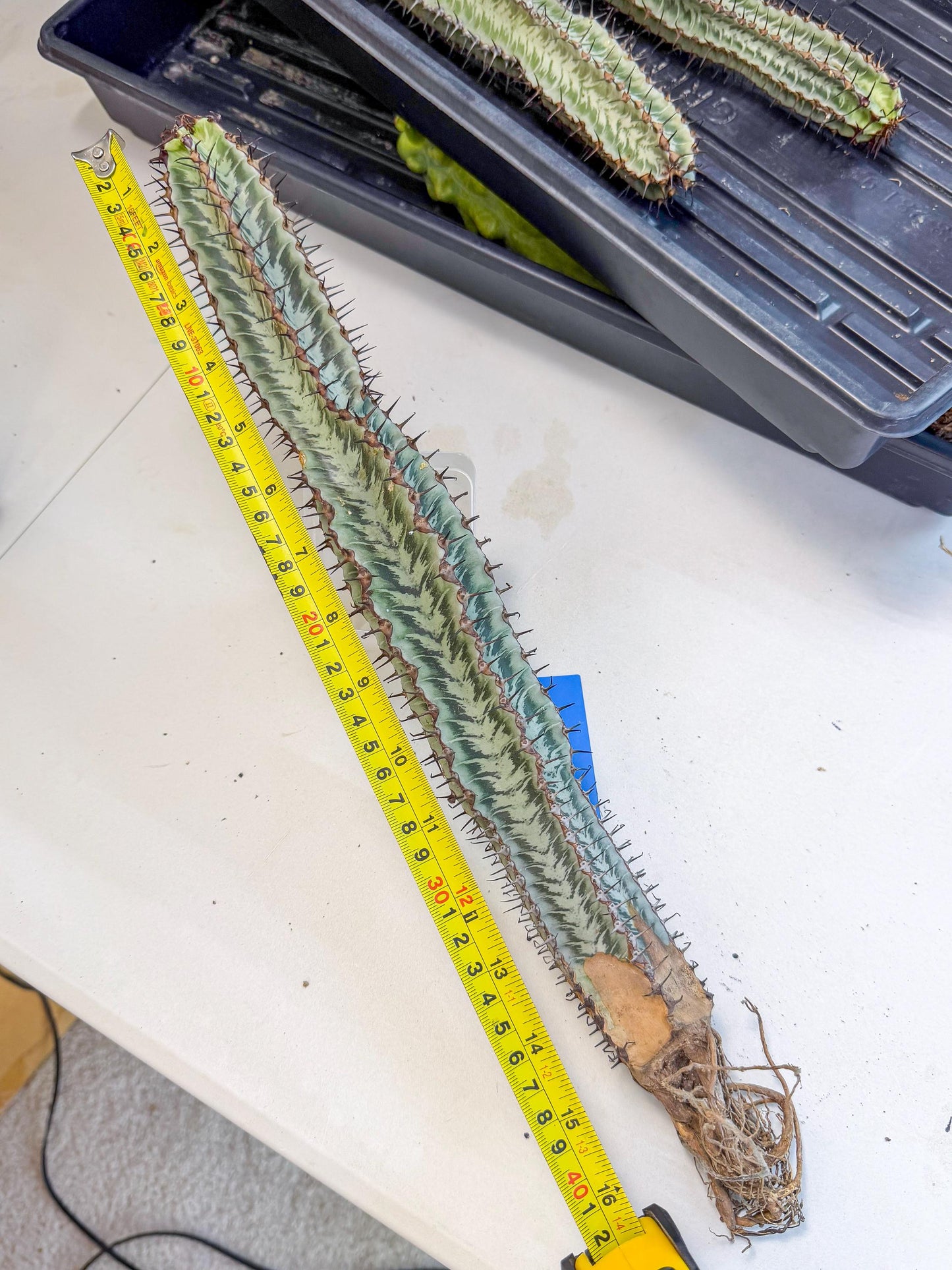 Euphorb Confinalis ssp. Rhodesia (bb) | Rare Succulent