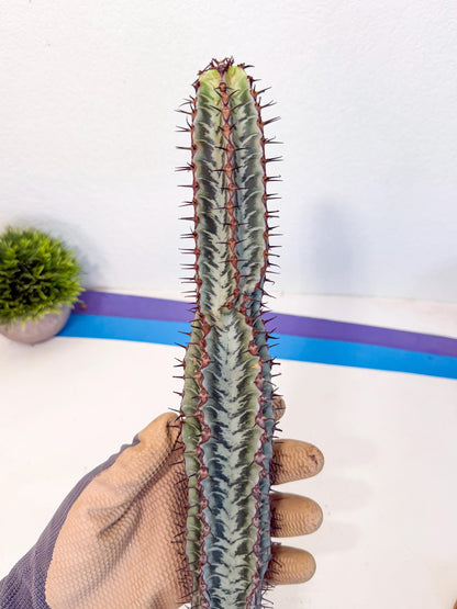 Euphorb Confinalis ssp. Rhodesia (bb) | Rare Succulent