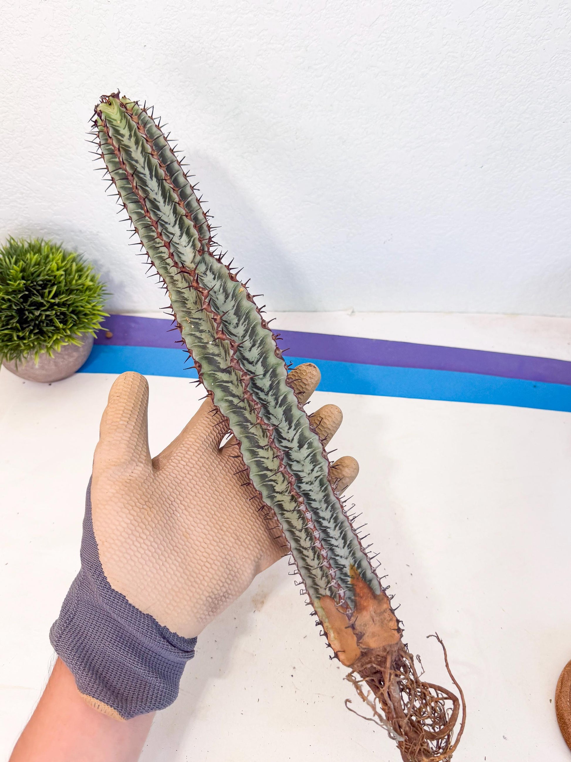 Euphorb Confinalis ssp. Rhodesia (bb) | Rare Succulent