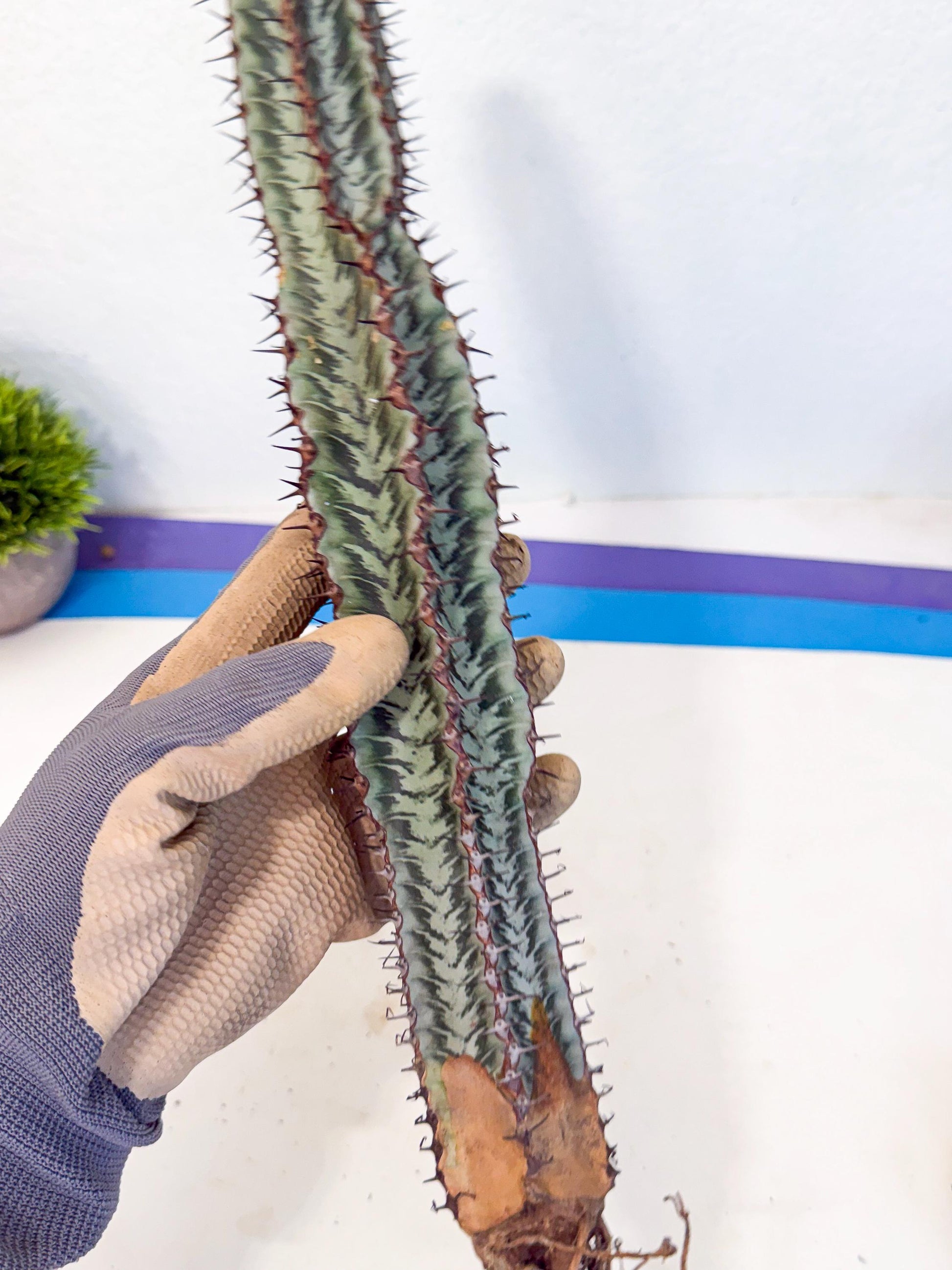 Euphorb Confinalis ssp. Rhodesia (bb) | Rare Succulent