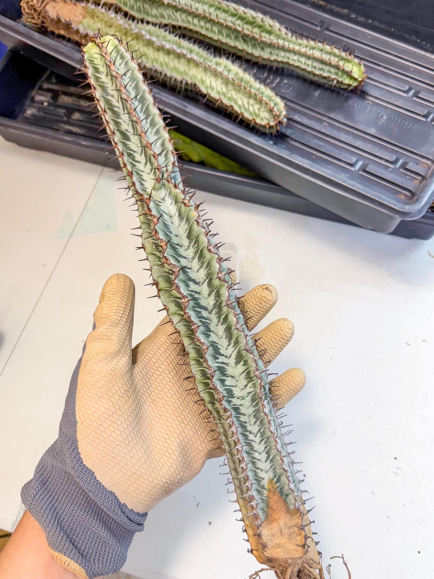 Euphorb Confinalis ssp. Rhodesia (bb) | Rare Succulent