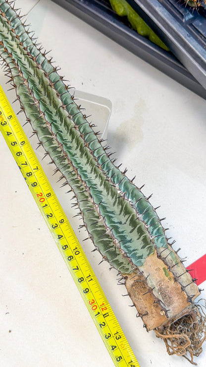 Euphorb Confinalis ssp. Rhodesia (rr) | Rare Succulent