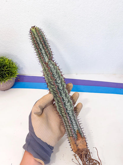 Euphorb Confinalis ssp. Rhodesia (bb) | Rare Succulent