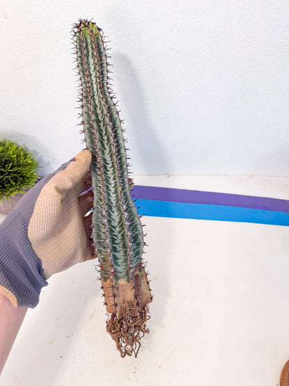 Euphorb Confinalis ssp. Rhodesia (rr) | Rare Succulent
