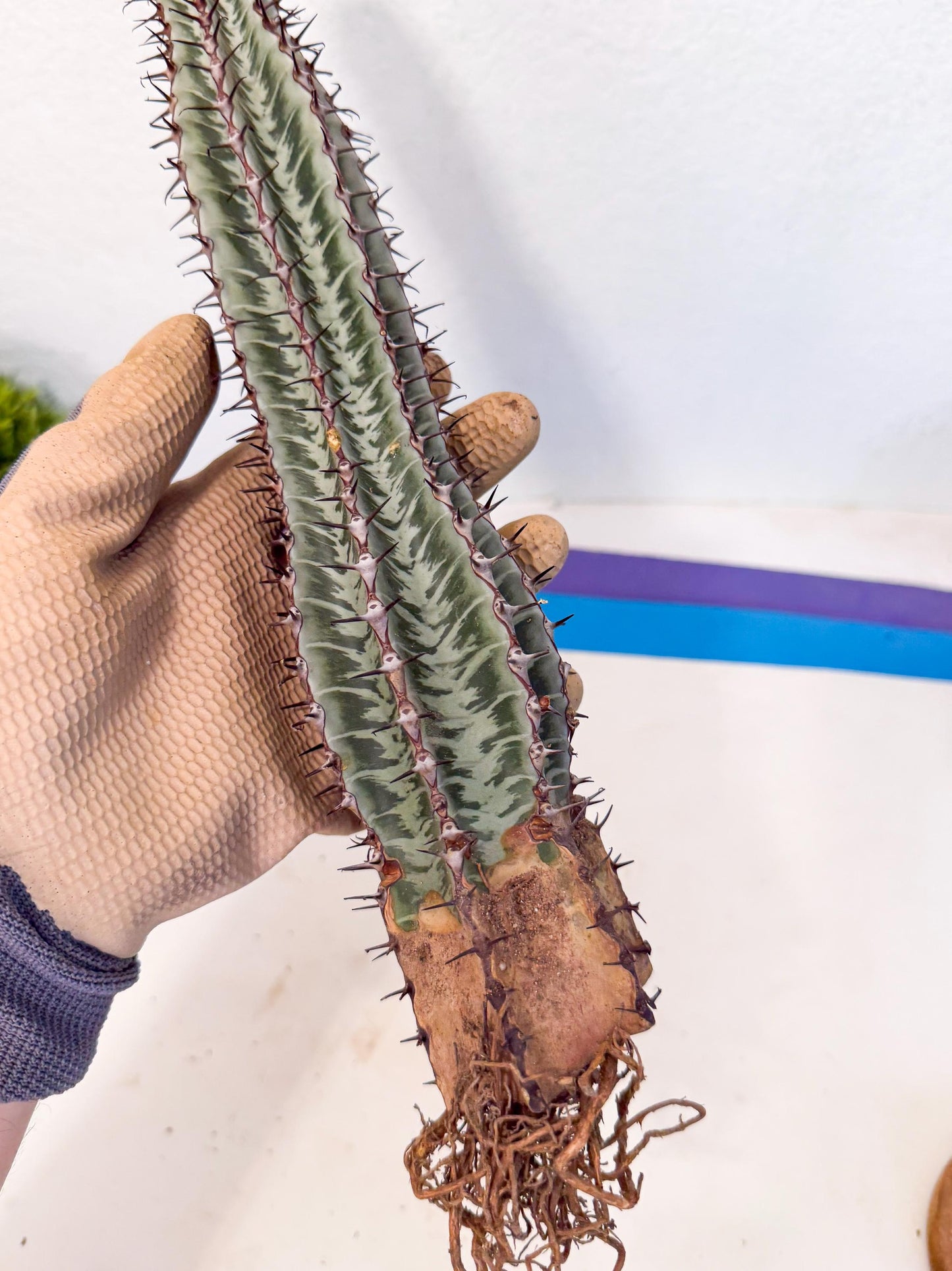 Euphorb Confinalis ssp. Rhodesia (rr) | Rare Succulent
