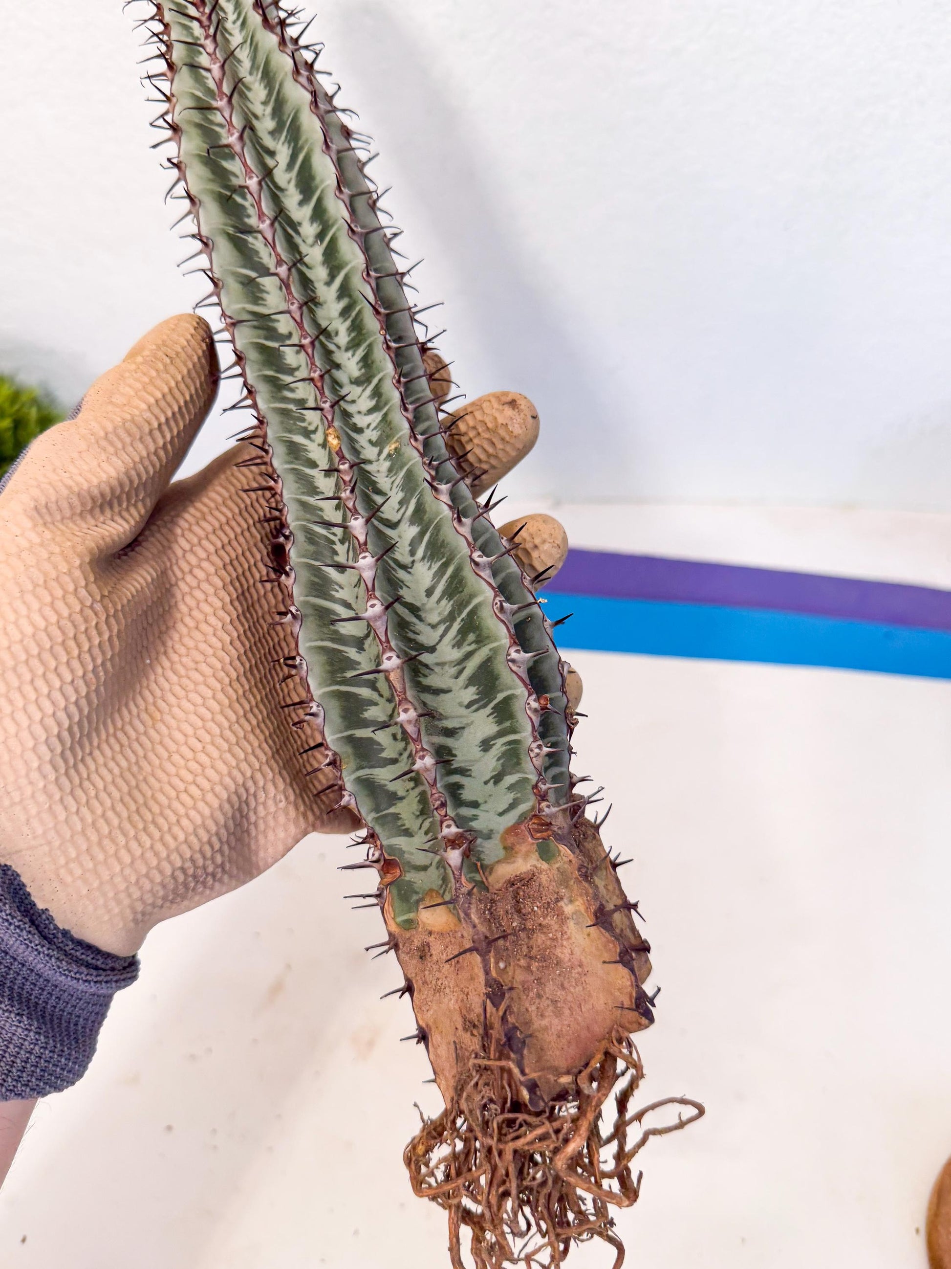 Euphorb Confinalis ssp. Rhodesia (rr) | Rare Succulent