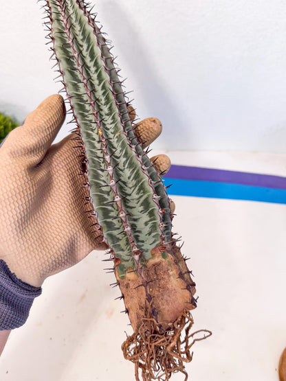 Euphorb Confinalis ssp. Rhodesia (rr) | Rare Succulent