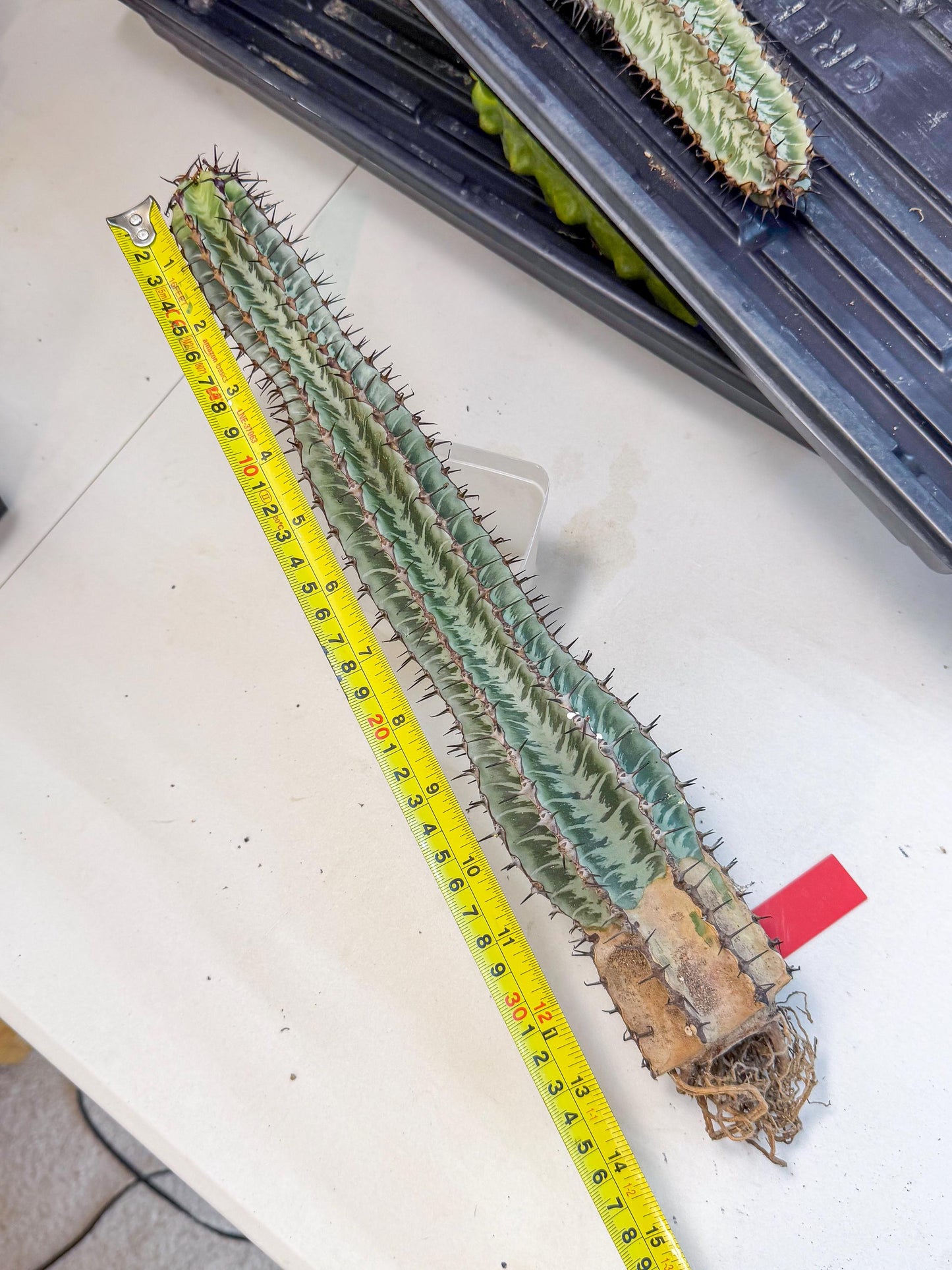 Euphorb Confinalis ssp. Rhodesia (rr) | Rare Succulent