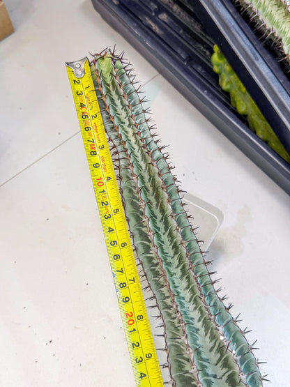 Euphorb Confinalis ssp. Rhodesia (rr) | Rare Succulent