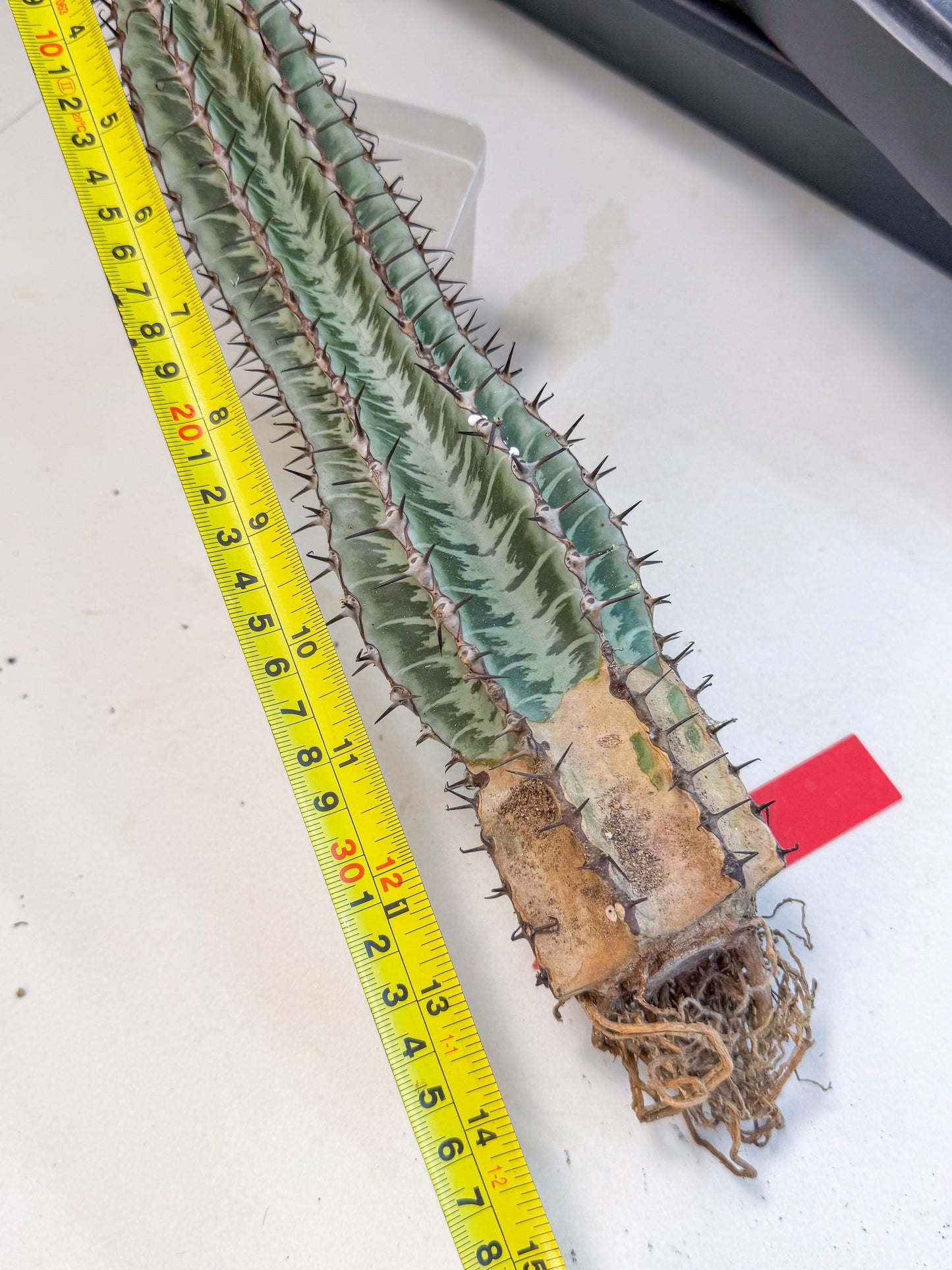 Euphorb Confinalis ssp. Rhodesia (rr) | Rare Succulent
