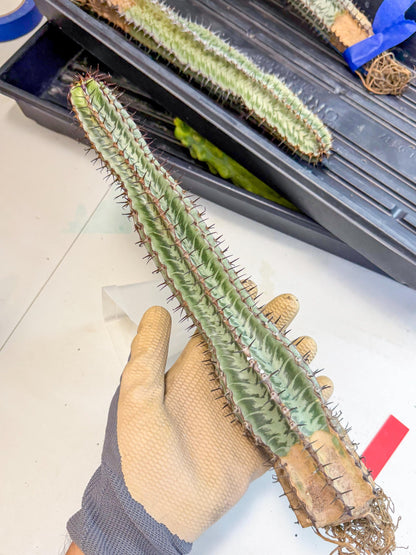 Euphorb Confinalis ssp. Rhodesia (rr) | Rare Succulent