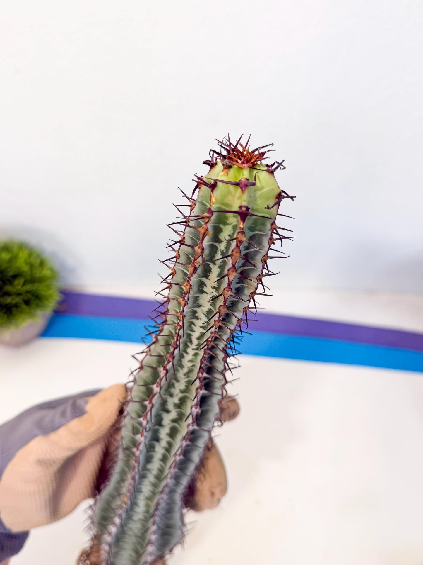 Euphorb Confinalis ssp. Rhodesia (rr) | Rare Succulent