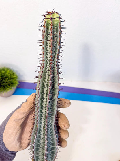 Euphorb Confinalis ssp. Rhodesia (rr) | Rare Succulent