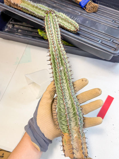 Euphorb Confinalis ssp. Rhodesia (rr) | Rare Succulent