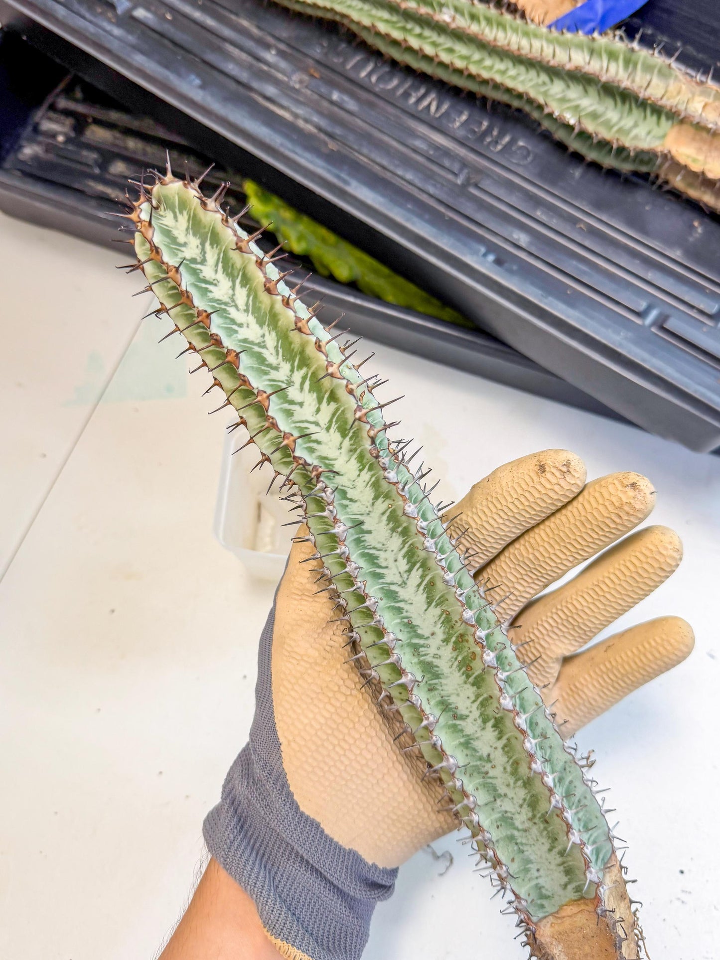 Euphorb Confinalis ssp. Rhodesia (gg) | Rare Succulent