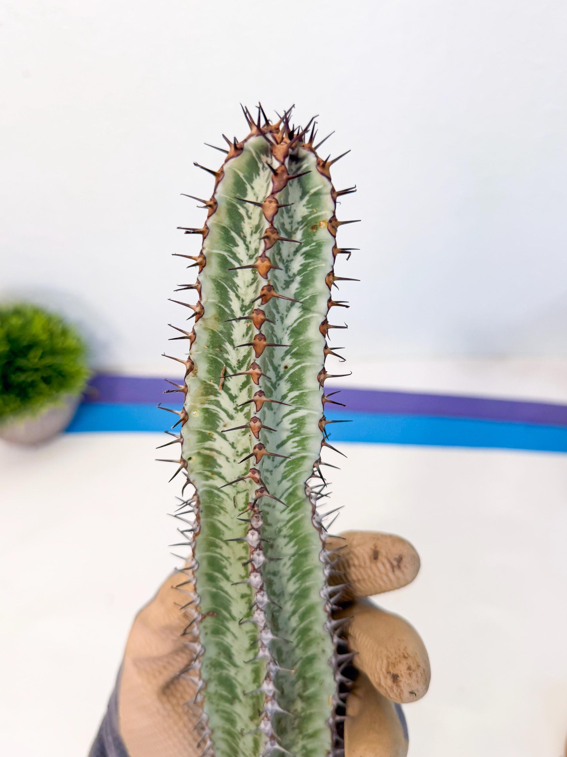 Euphorb Confinalis ssp. Rhodesia (gg) | Rare Succulent