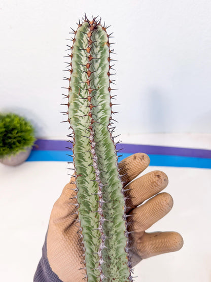 Euphorb Confinalis ssp. Rhodesia (gg) | Rare Succulent