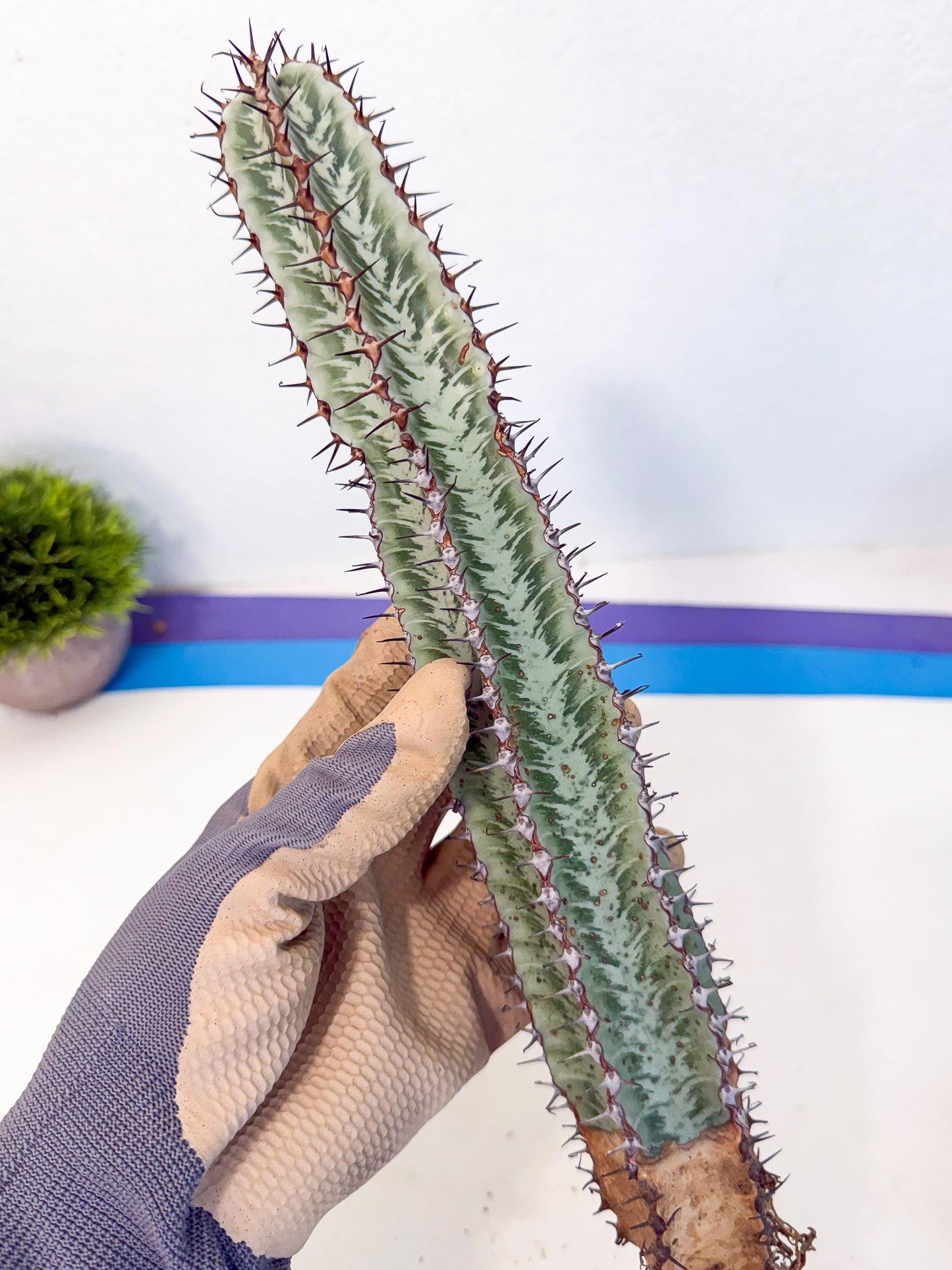 Euphorb Confinalis ssp. Rhodesia (gg) | Rare Succulent