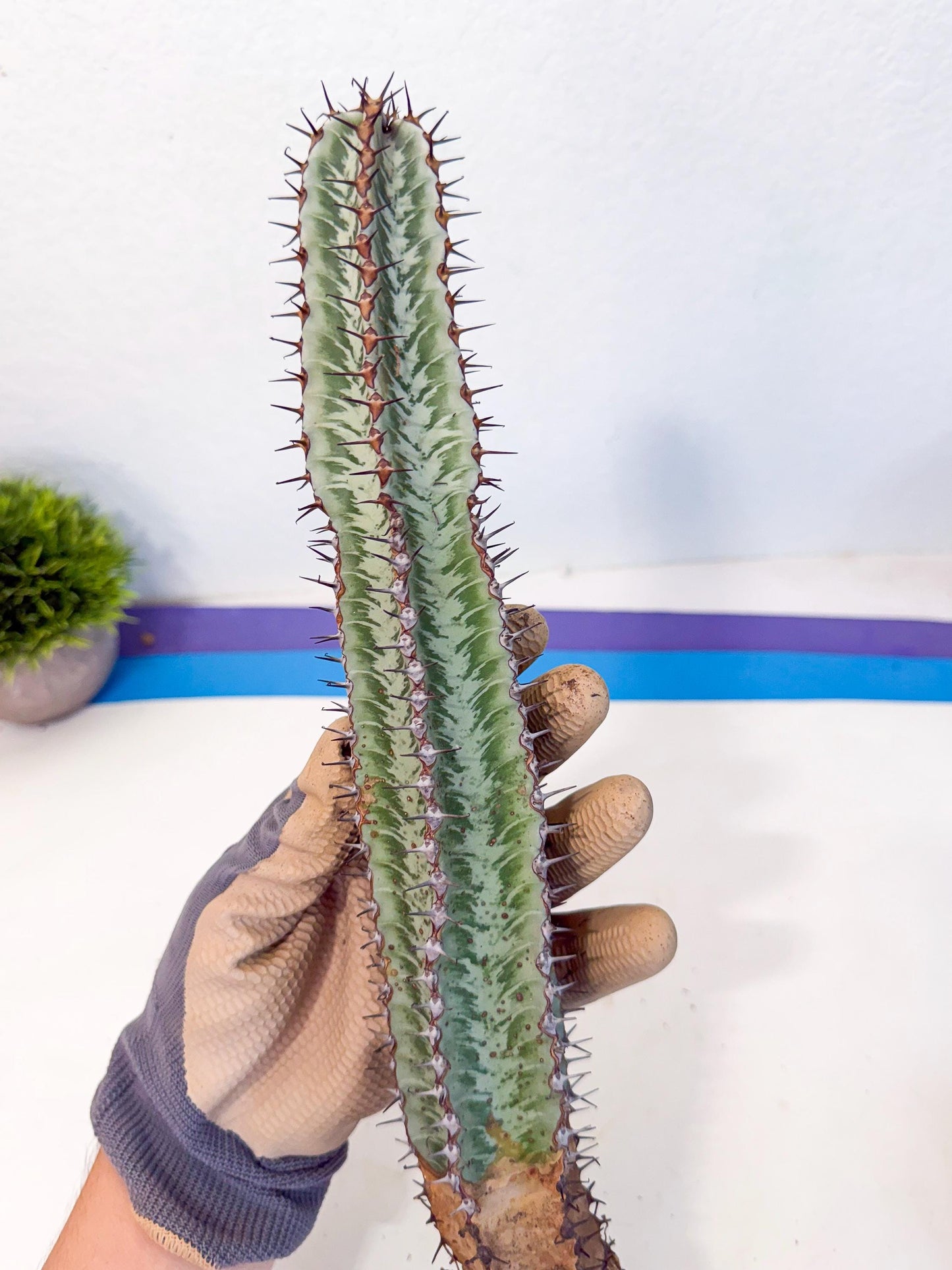 Euphorb Confinalis ssp. Rhodesia (gg) | Rare Succulent