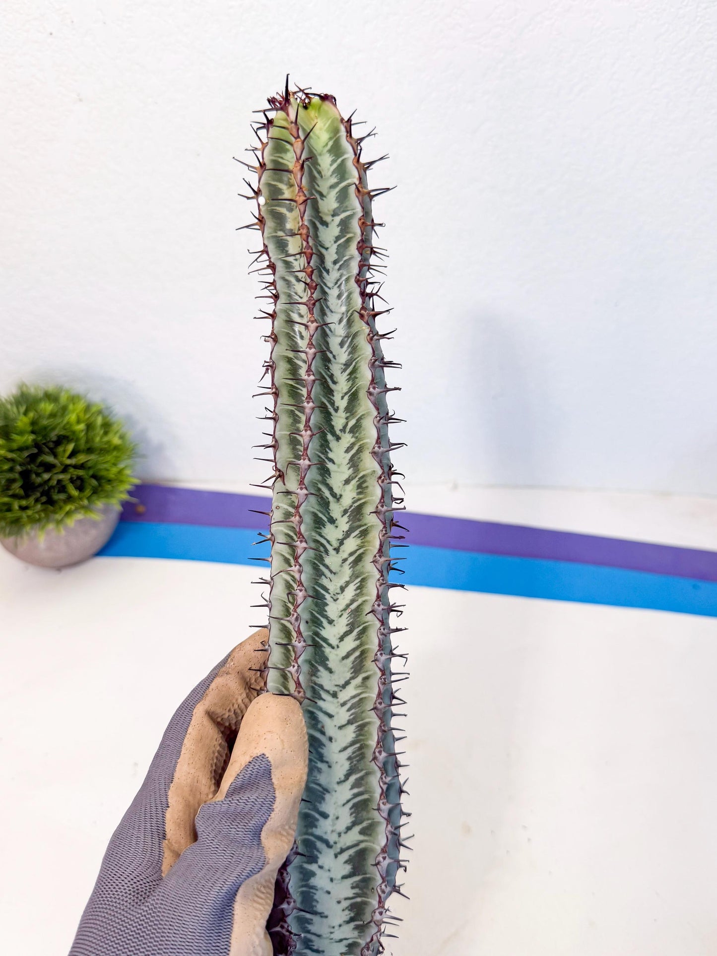 Euphorb Confinalis ssp. Rhodesia (yy) | Rare Succulent