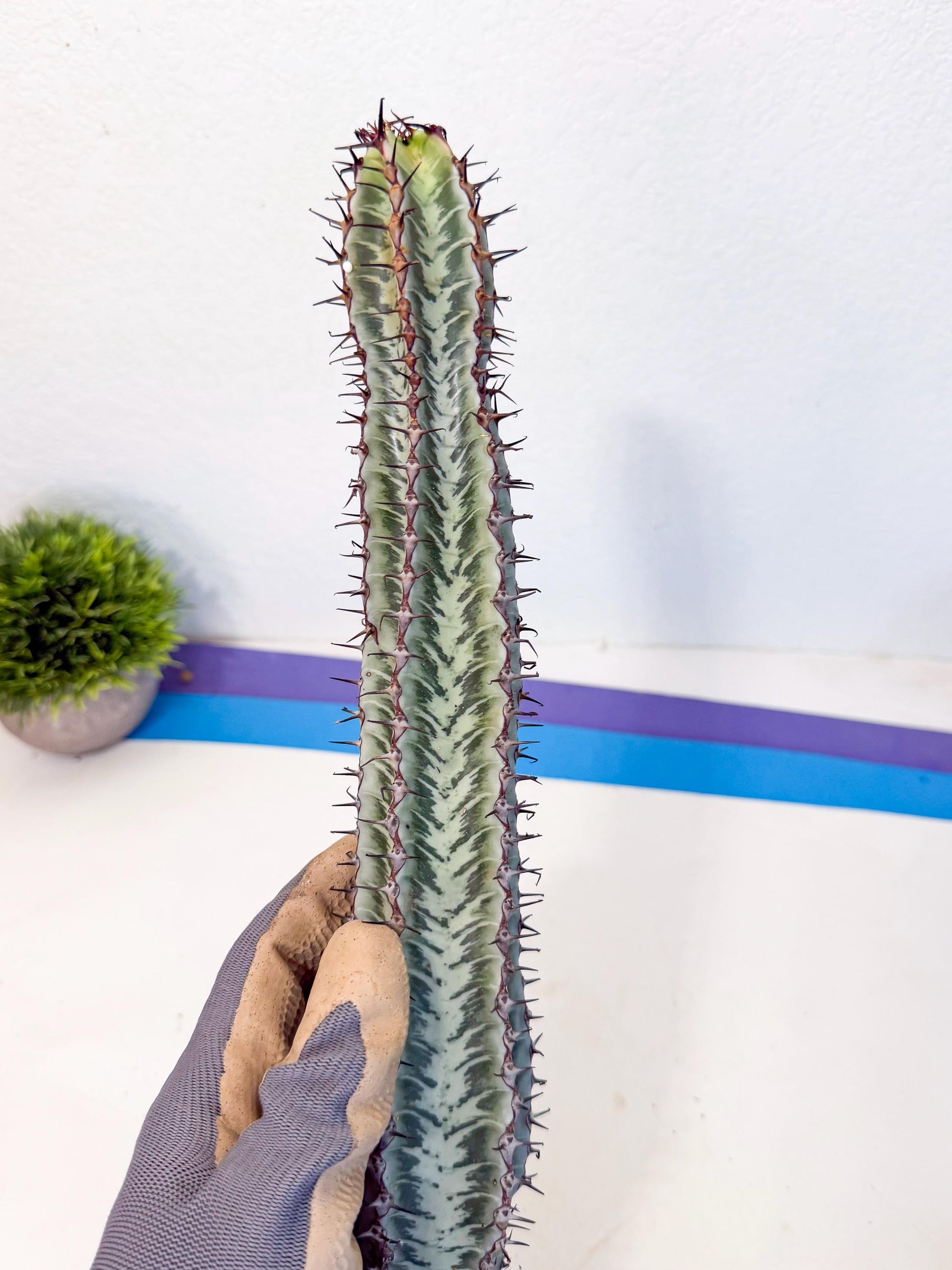 Euphorb Confinalis ssp. Rhodesia (yy) | Rare Succulent