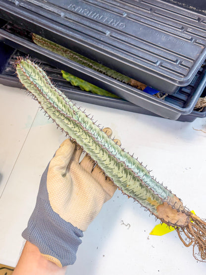 Euphorb Confinalis ssp. Rhodesia (yy) | Rare Succulent