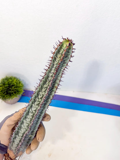Euphorb Confinalis ssp. Rhodesia (yy) | Rare Succulent