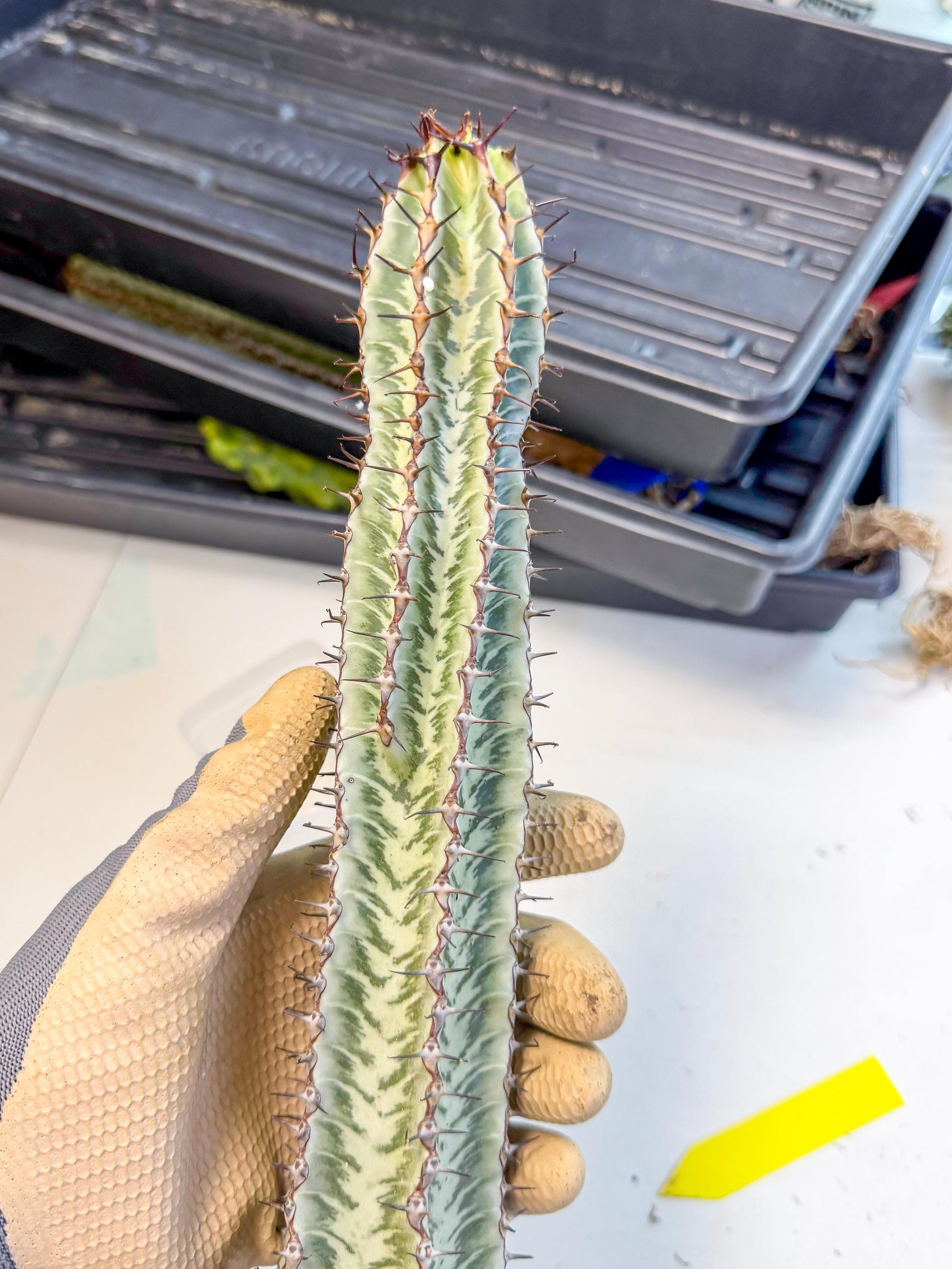 Euphorb Confinalis ssp. Rhodesia (yy) | Rare Succulent