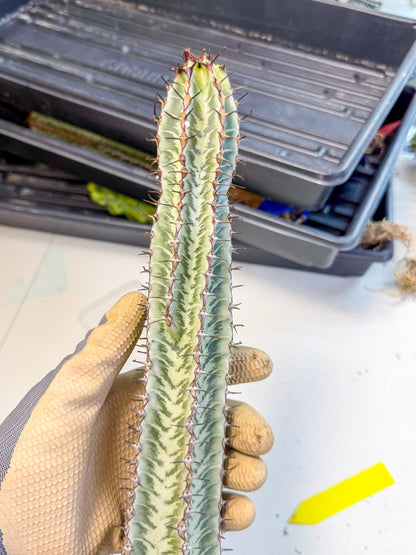 Euphorb Confinalis ssp. Rhodesia (yy) | Rare Succulent