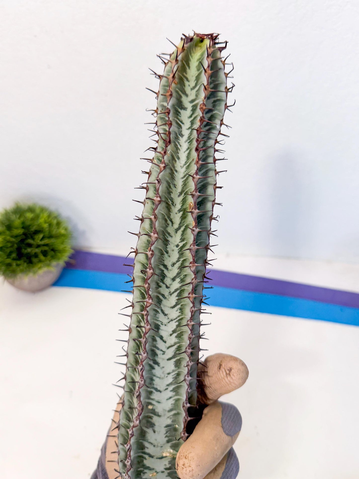 Euphorb Confinalis ssp. Rhodesia (yy) | Rare Succulent