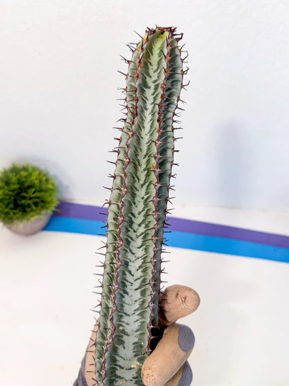 Euphorb Confinalis ssp. Rhodesia (yy) | Rare Succulent