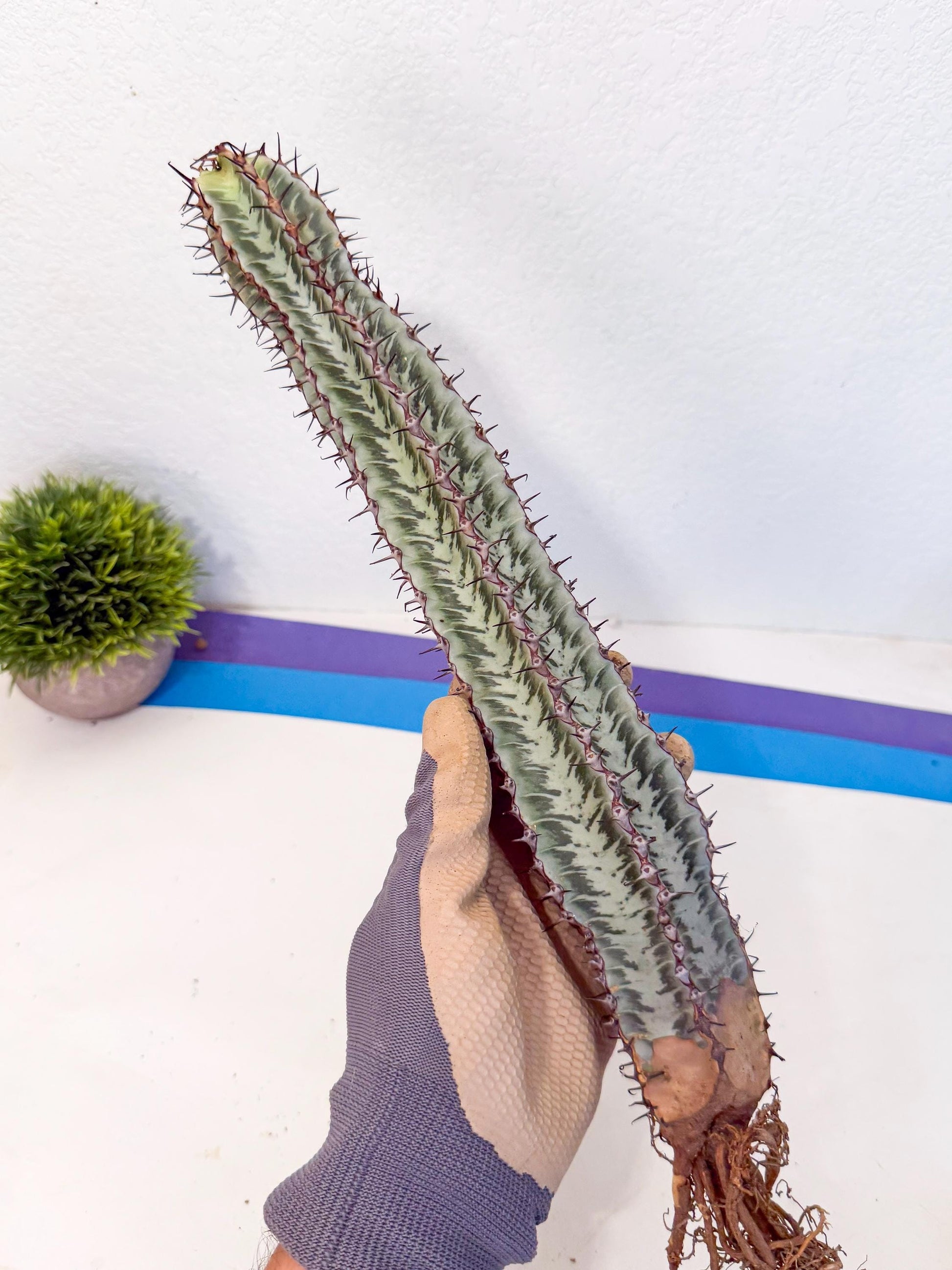 Euphorb Confinalis ssp. Rhodesia (yy) | Rare Succulent
