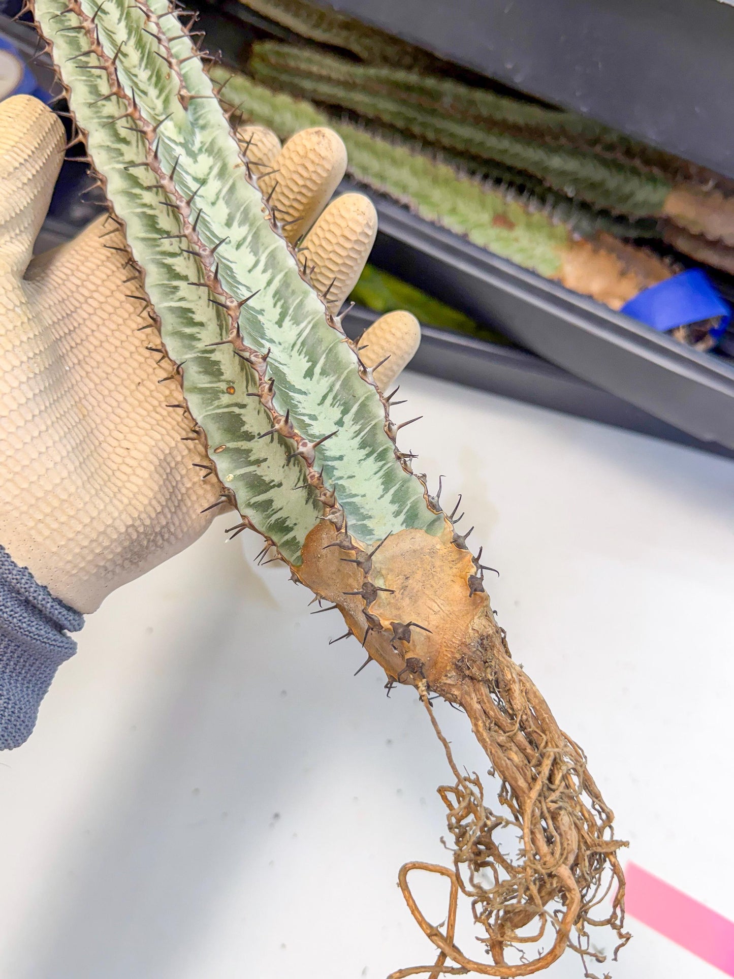Euphorb Confinalis ssp. Rhodesia (pp) | Rare Succulent