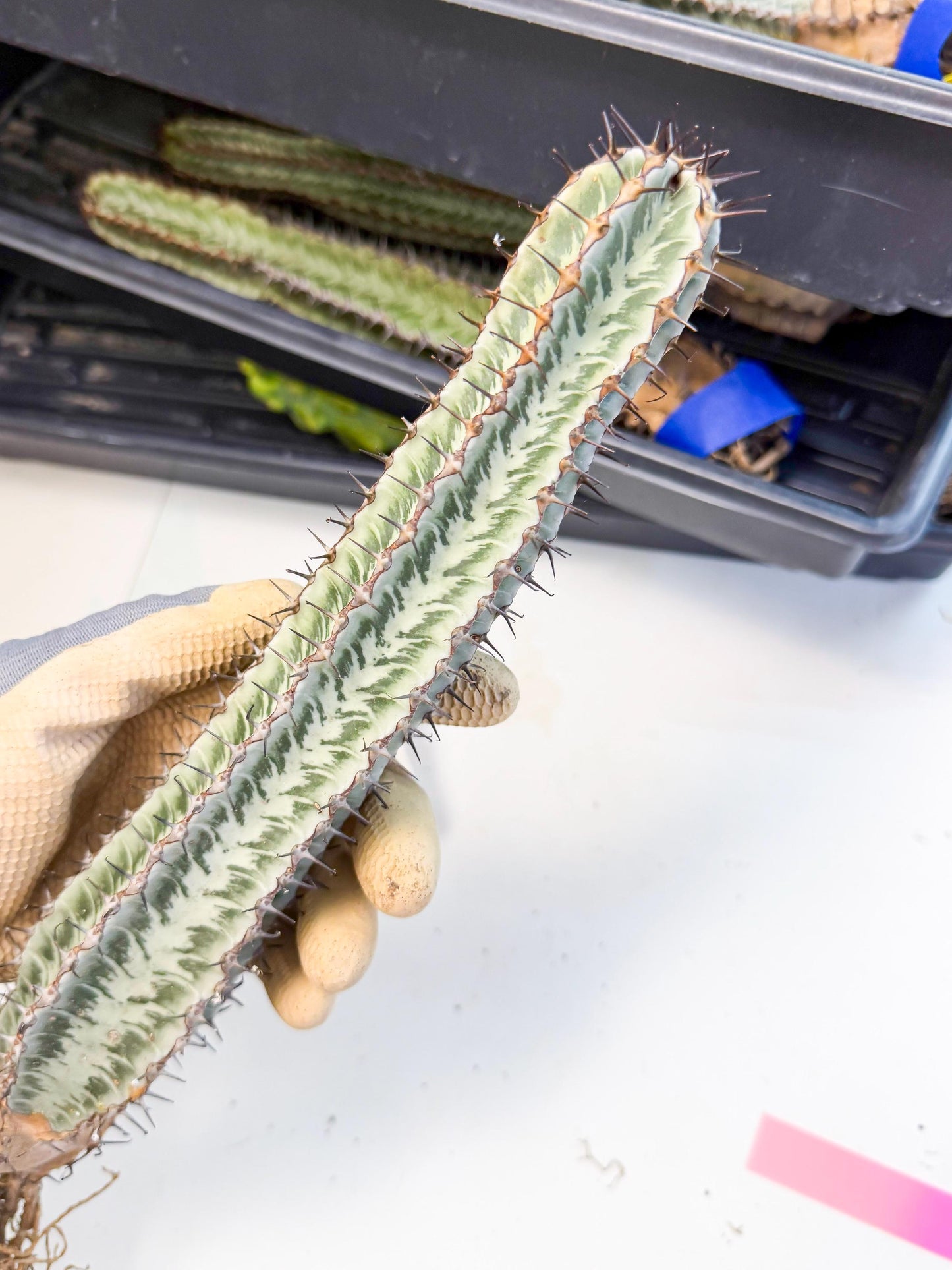 Euphorb Confinalis ssp. Rhodesia (pp) | Rare Succulent