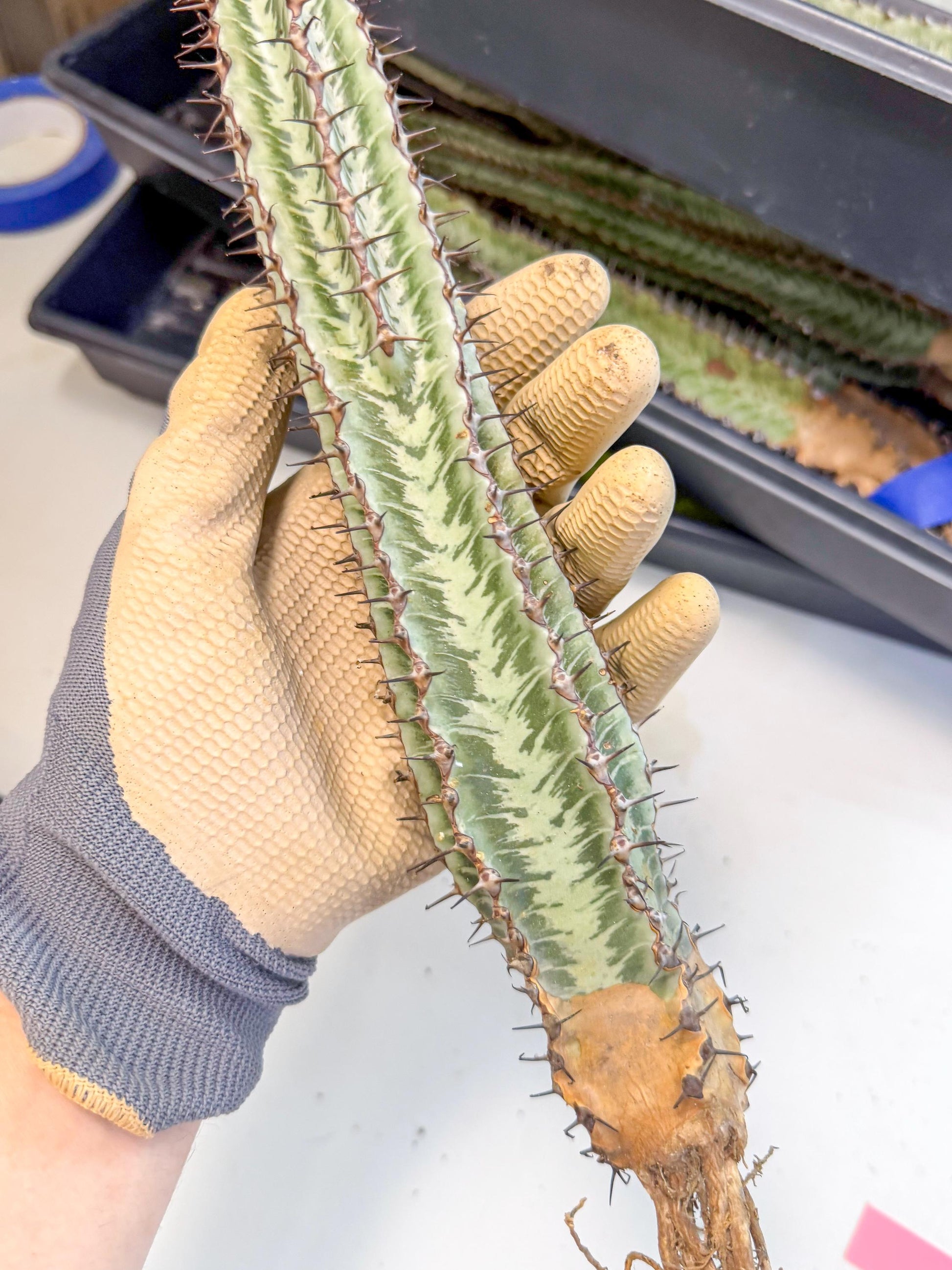 Euphorb Confinalis ssp. Rhodesia (pp) | Rare Succulent