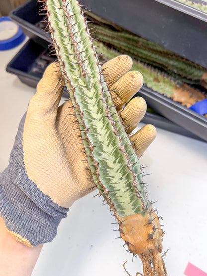 Euphorb Confinalis ssp. Rhodesia (pp) | Rare Succulent