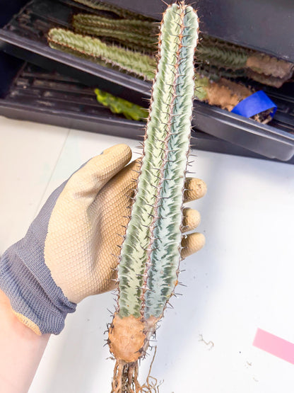 Euphorb Confinalis ssp. Rhodesia (pp) | Rare Succulent