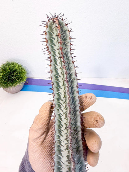Euphorb Confinalis ssp. Rhodesia (pp) | Rare Succulent