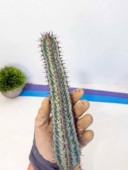 Euphorb Confinalis ssp. Rhodesia (pp) | Rare Succulent