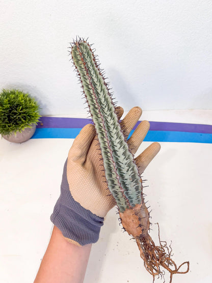 Euphorb Confinalis ssp. Rhodesia (pp) | Rare Succulent
