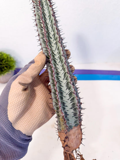 Euphorb Confinalis ssp. Rhodesia (pp) | Rare Succulent