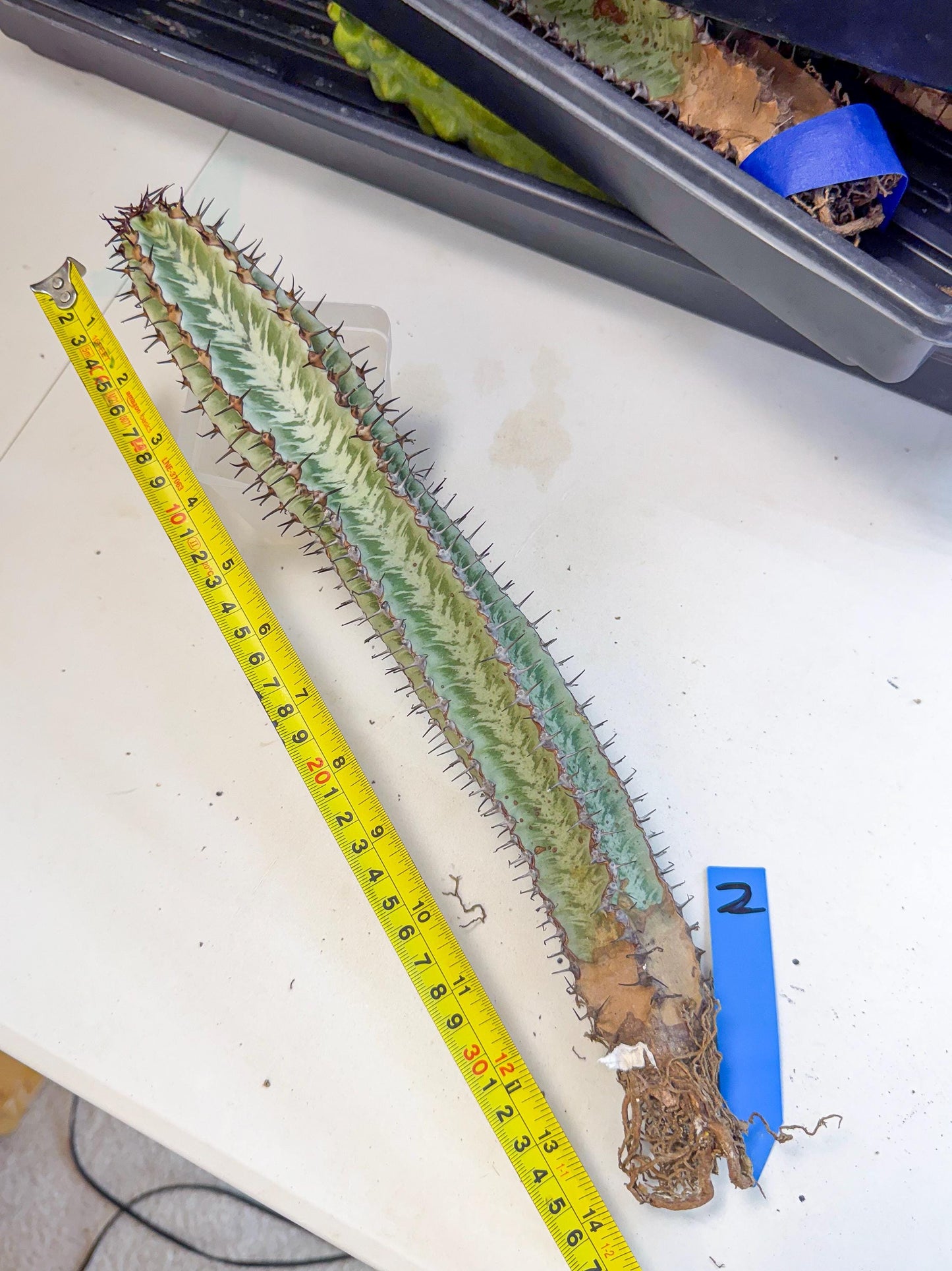Euphorb Confinalis ssp. Rhodesia (002) | Rare Succulent
