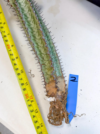 Euphorb Confinalis ssp. Rhodesia (002) | Rare Succulent