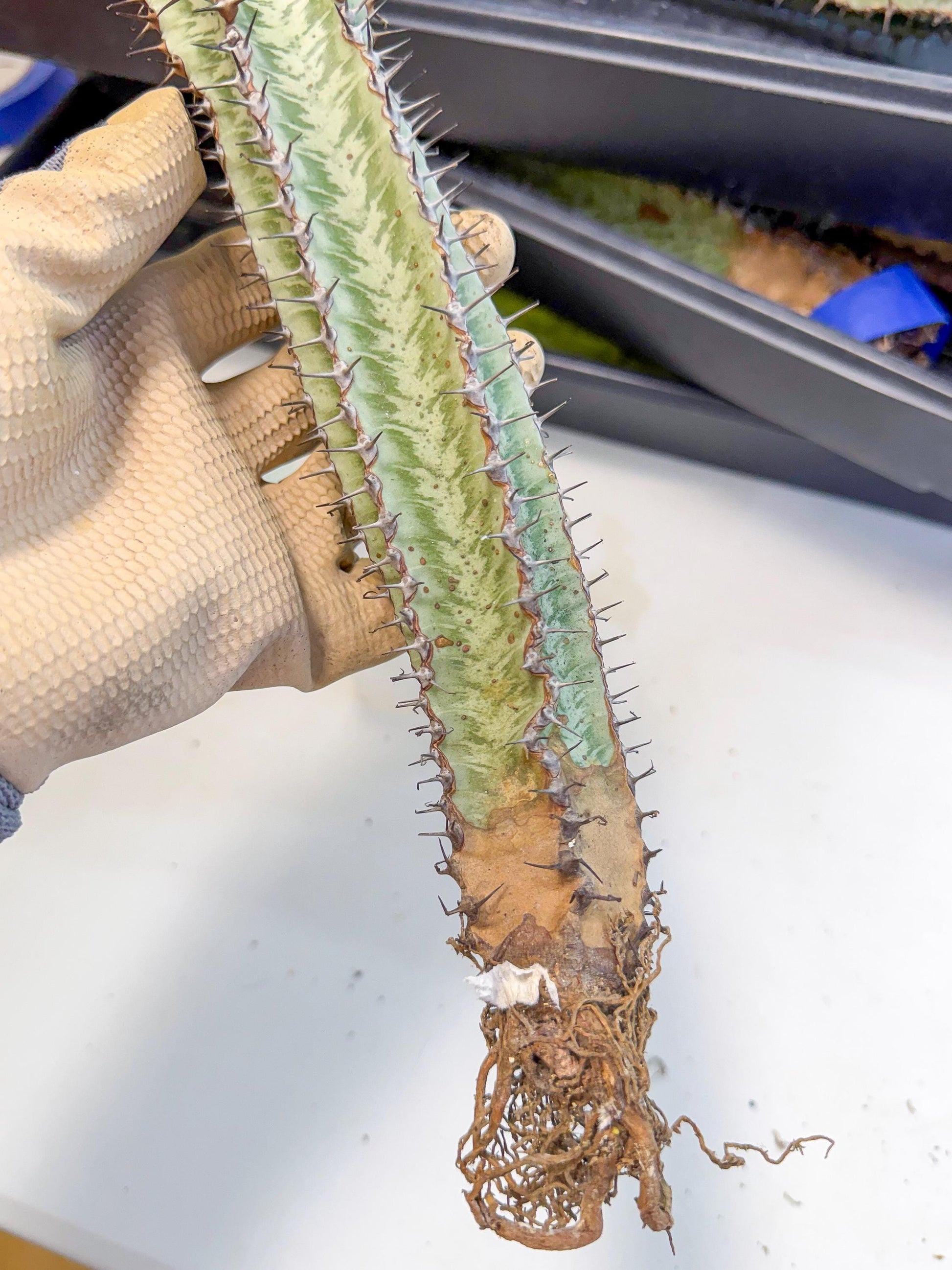 Euphorb Confinalis ssp. Rhodesia (002) | Rare Succulent