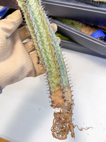 Euphorb Confinalis ssp. Rhodesia (002) | Rare Succulent