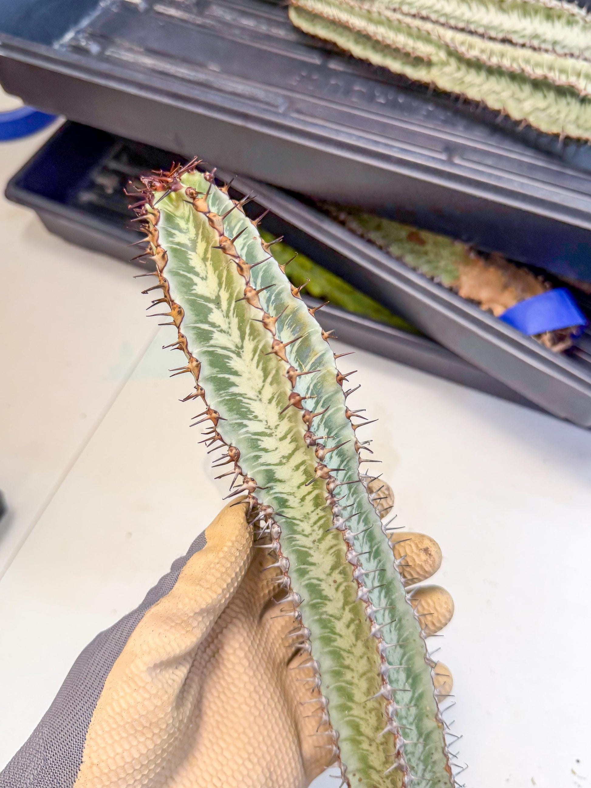 Euphorb Confinalis ssp. Rhodesia (002) | Rare Succulent