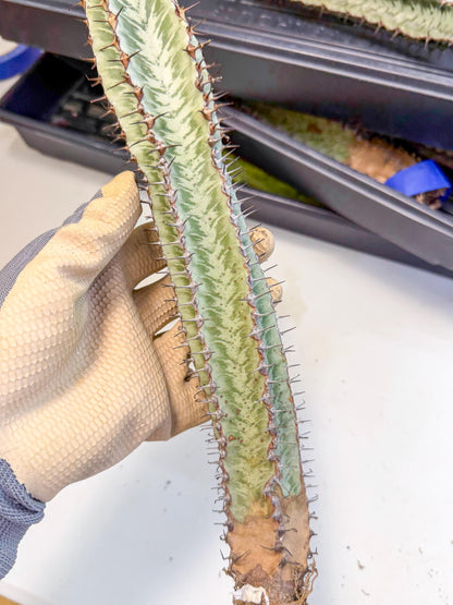 Euphorb Confinalis ssp. Rhodesia (002) | Rare Succulent