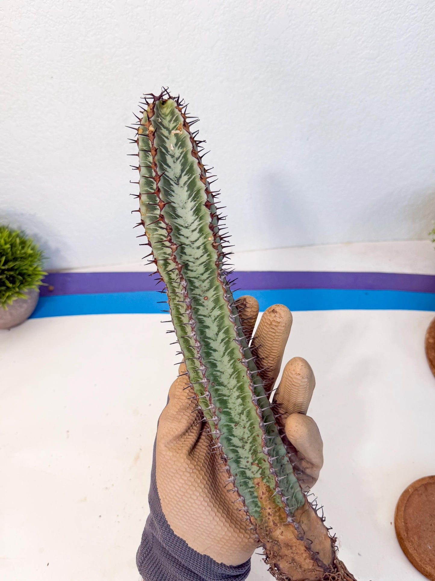 Euphorb Confinalis ssp. Rhodesia (002) | Rare Succulent
