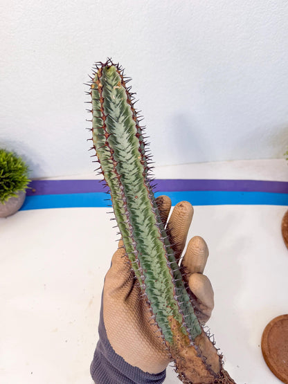 Euphorb Confinalis ssp. Rhodesia (002) | Rare Succulent