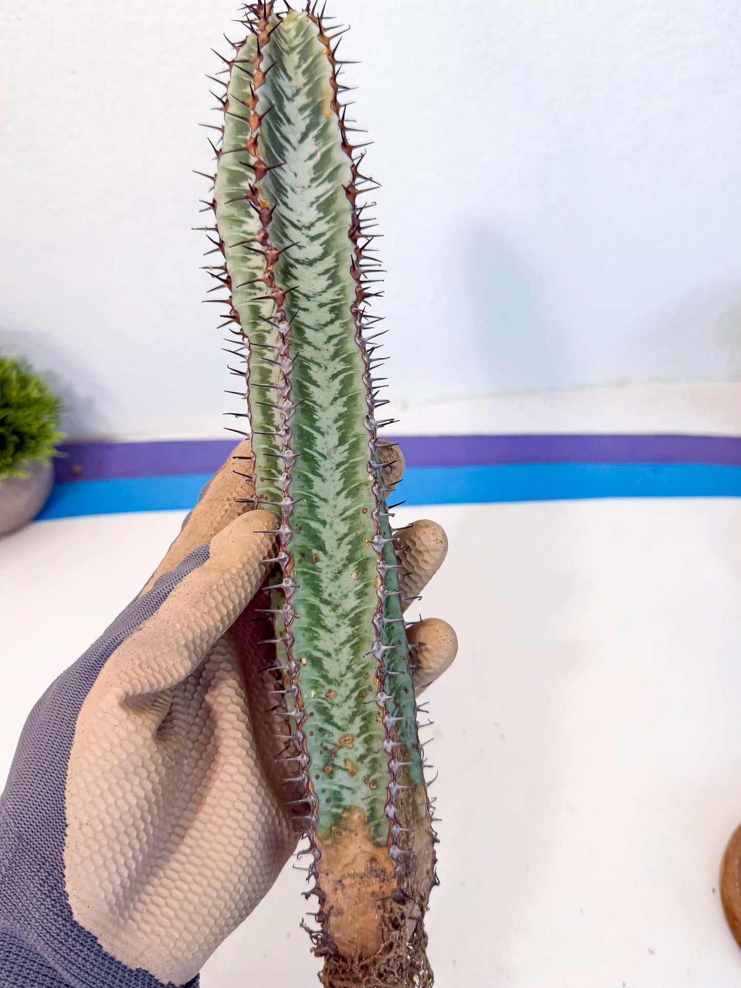 Euphorb Confinalis ssp. Rhodesia (002) | Rare Succulent